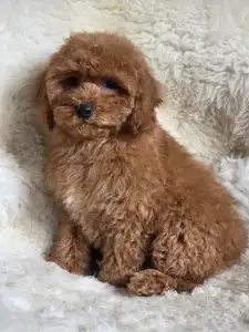 Cavapoo - Mona