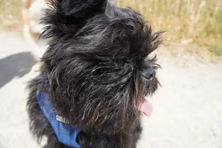 Affenpinscher - Affenvald