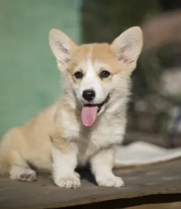 Welsh Corgi Pembroke - Candy