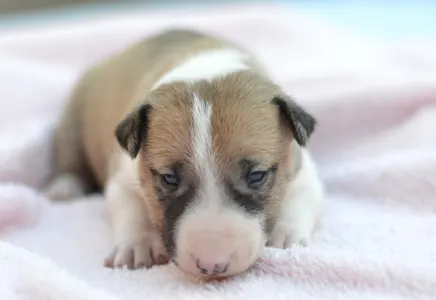 Bulterrier miniaturowy - Juno