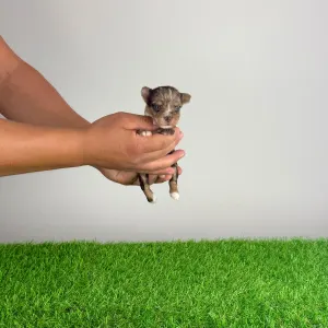 Yorkshire Terrier - Cimbo