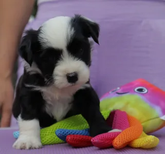 Tibetan Terrier - Kado