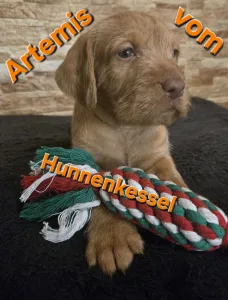 Hungarian Wire-haired Vizsla - Artemis Vom Hunnenkessel