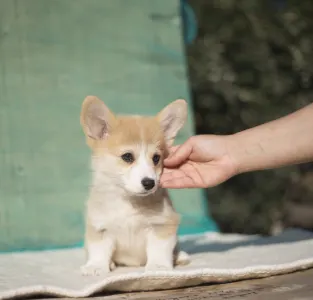Welsh Corgi Pembroke - Camila