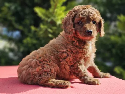 Cavapoo - Redjohn