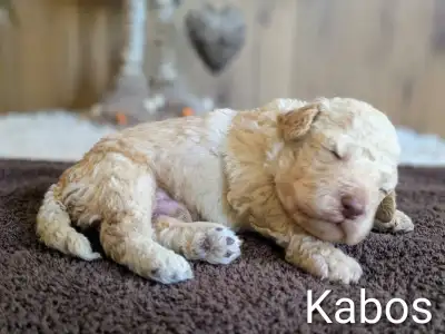 Lagotto Romagnolo - Kabos