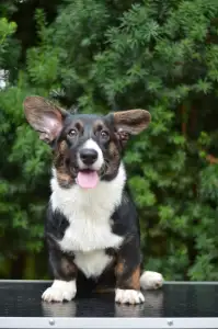 Cardigan welsh corgi - Kirumi Mendenhall