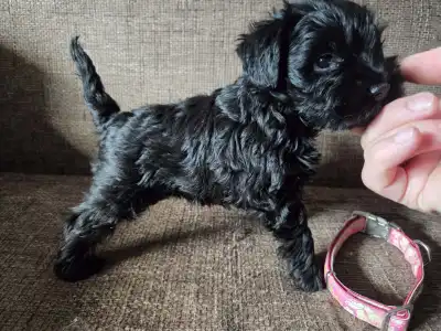 Miniature Schnauzer - Black Hiara