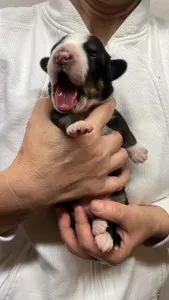 Entlebucher - Gaia Helvétsky Priateľ 