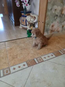 Pudel miniaturowy - Alfonz