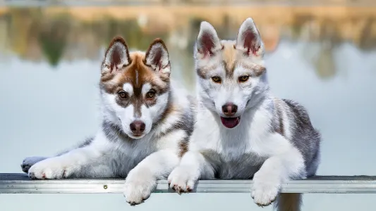 Siberian Husky - Saint Michael Island Winter Rose 