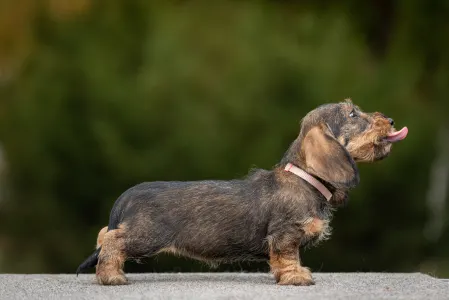 Dackel - Pearls Of Seven Hills Becky