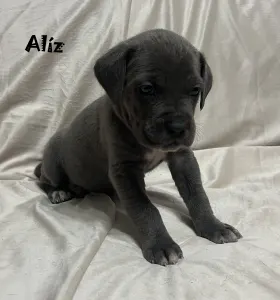 Cane corso - Alíz