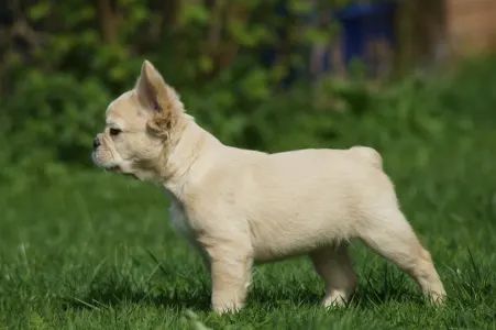 Französische Bulldogge - Icebear