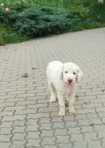 Wasserhund der Romagna - Adele