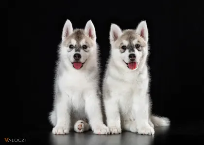 Szibériai husky - Saint Michael Island Born To Be Mine