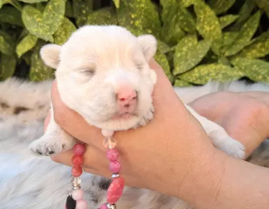 West Highland White Terrier - Bea