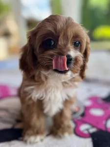 Cavapoo - Goldie