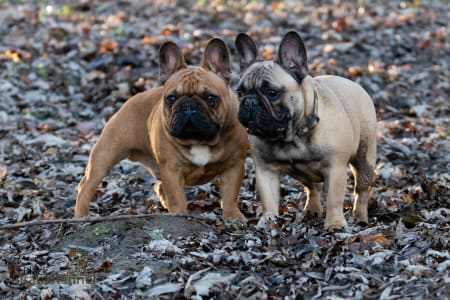 Französische Bulldogge - Black Pirate