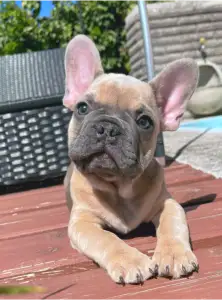 Французский бульдог - Ben