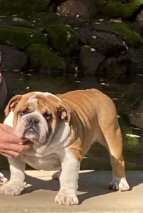 Englische Bulldogge - Maila