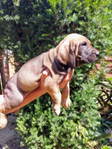 Mastiff brazilian - Adriana