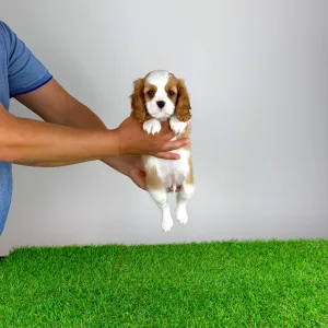 Cavalier King Charles Spaniel - Norbo