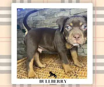 Amerikai Bully - Standard - Tayberry