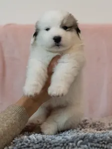 Pyrenean Mountain Dog - Benigna