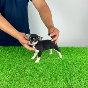 Chihuahua - Ninis