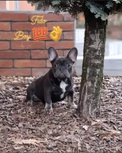 Bulldog francez - Fido 