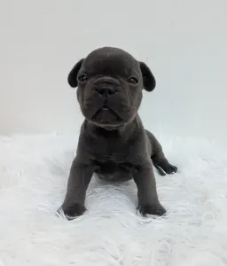 Francia bulldog - Jonathan
