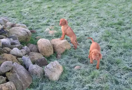 Rövidszőrű magyar vizsla - Haz Rutin