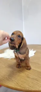 Dachshund - Arthur