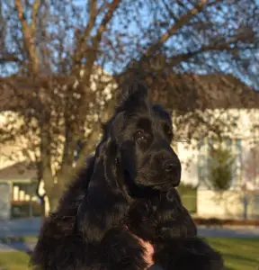 English Cocker Spaniel - Follow Me Little Zidane 