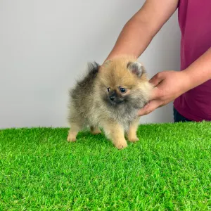 Pomeranian - Annabell