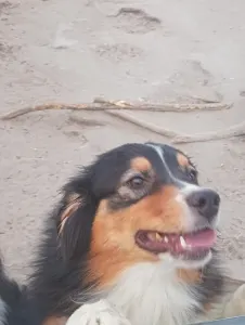 Ausztrál juhászkutya - Dailos Pralines 