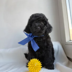 Той-пудель - Ricardo Royal Legend Of Kamis