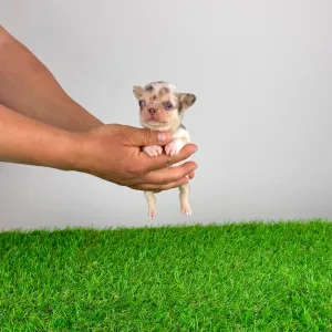 Чихуахуа - Chocolatta