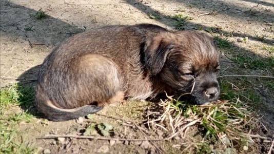 Border Terrier - Cicaűző-Apród