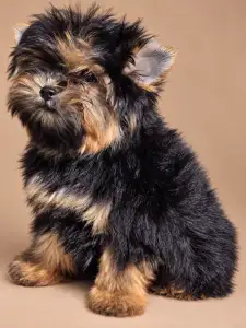 Yorkshire Terrier - Armany