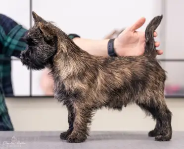Cairn Terrier - Tiramisu