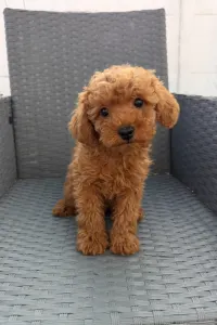 Pudel miniaturowy - Sandy