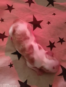 Cavalier King Charles spániel - Blenie