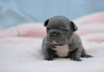 Bulldog francez - Milady