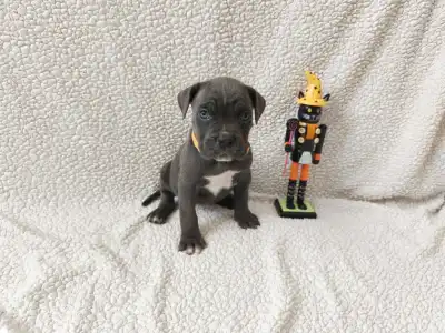 Cane Corso Italiano - Forza Di Diavolo Denerys