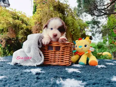 Australian Shepherd - Budnat Aussies High On Sugar