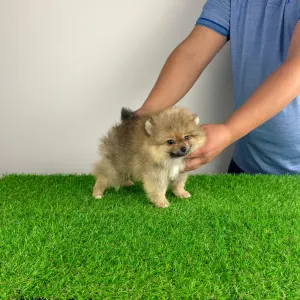 Pomeranian - Otti