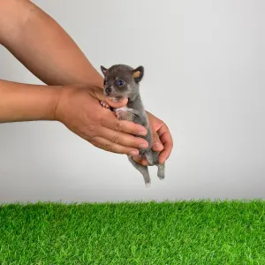 Чихуахуа - Derry