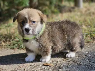 Welsh Corgi Pembroke - Lui